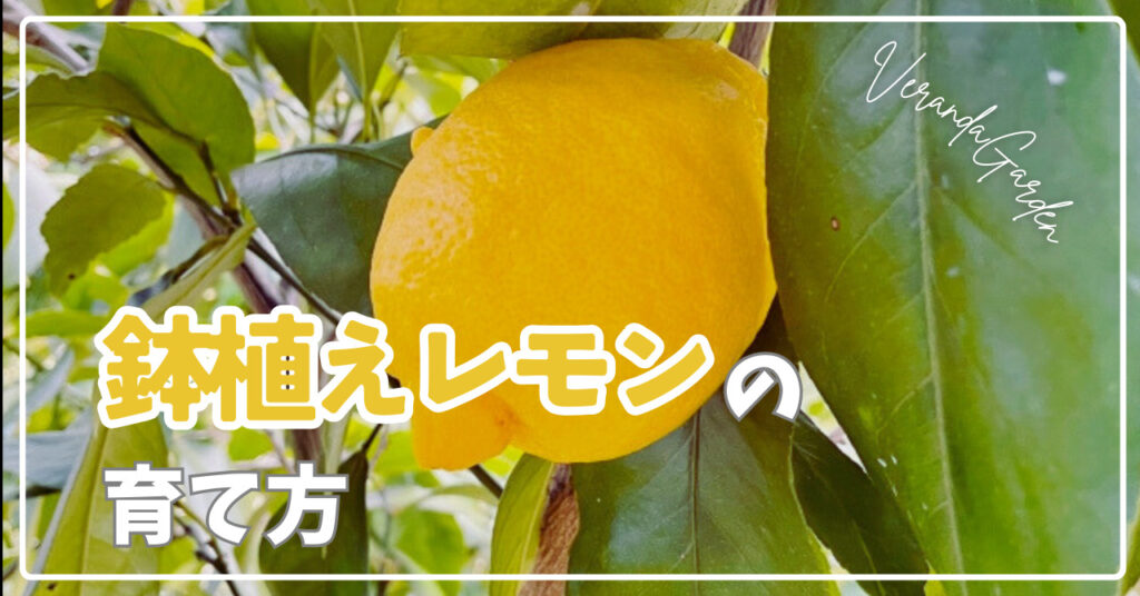 鉢植えレモンの育て方